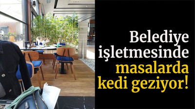 Belediye işletmesinde masalarda kedi geziyor!